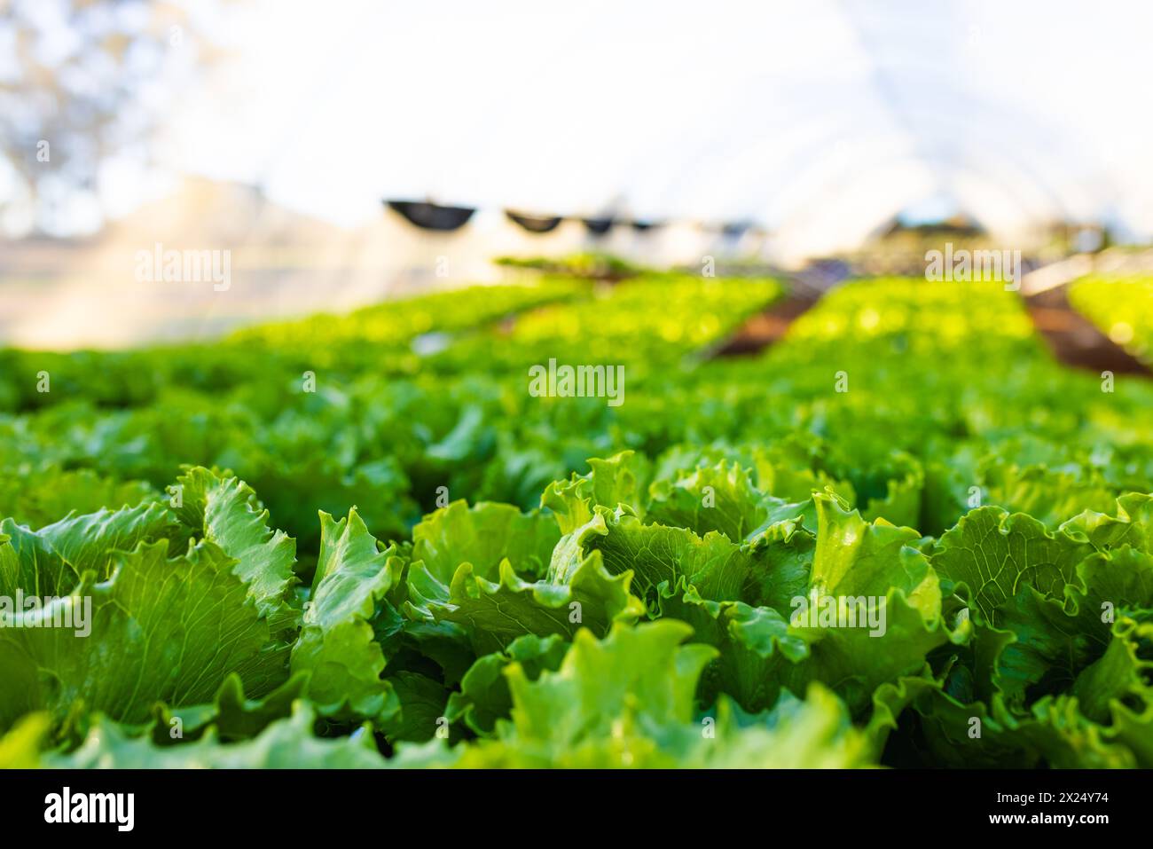 Rows of vibrant green lettuce growing in hydroponic greenhouse under ...