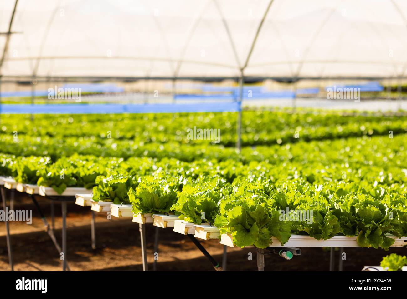 Rows of lush green lettuce growing in elevated planters fill the bright ...
