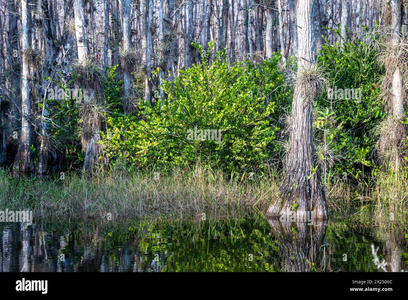 Bromeliads Tillandsia airplants, hardwood hammock, and Cypress trees in ...