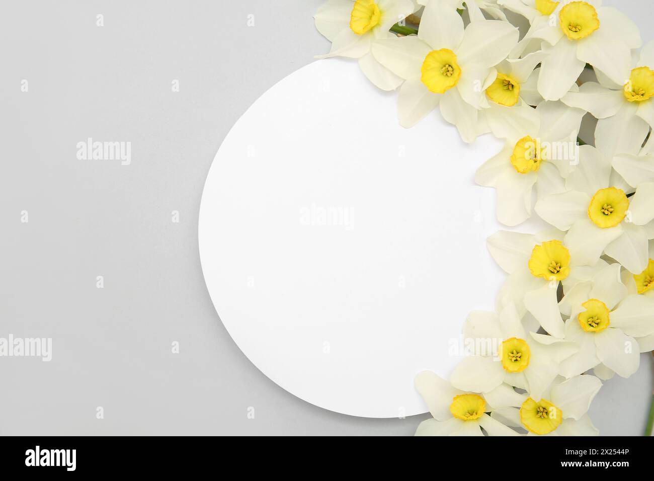 Composition with daffodil flowers and blank card on grey background. Top view Stock Photo