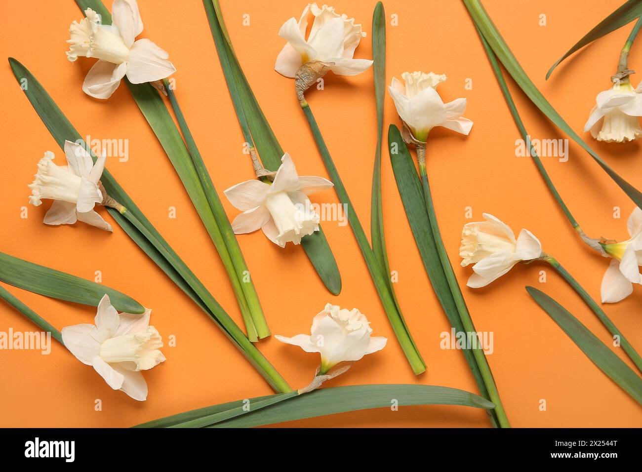 Composition with daffodil flowers on orange background. Top view Stock Photo