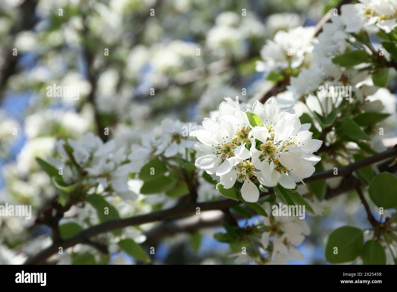 Cherry blossoms over blurred nature background. Closeup Stock Photo