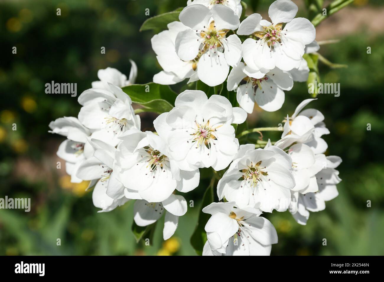 Beautiful blossoming cherry tree on spring day. Closeup Stock Photo