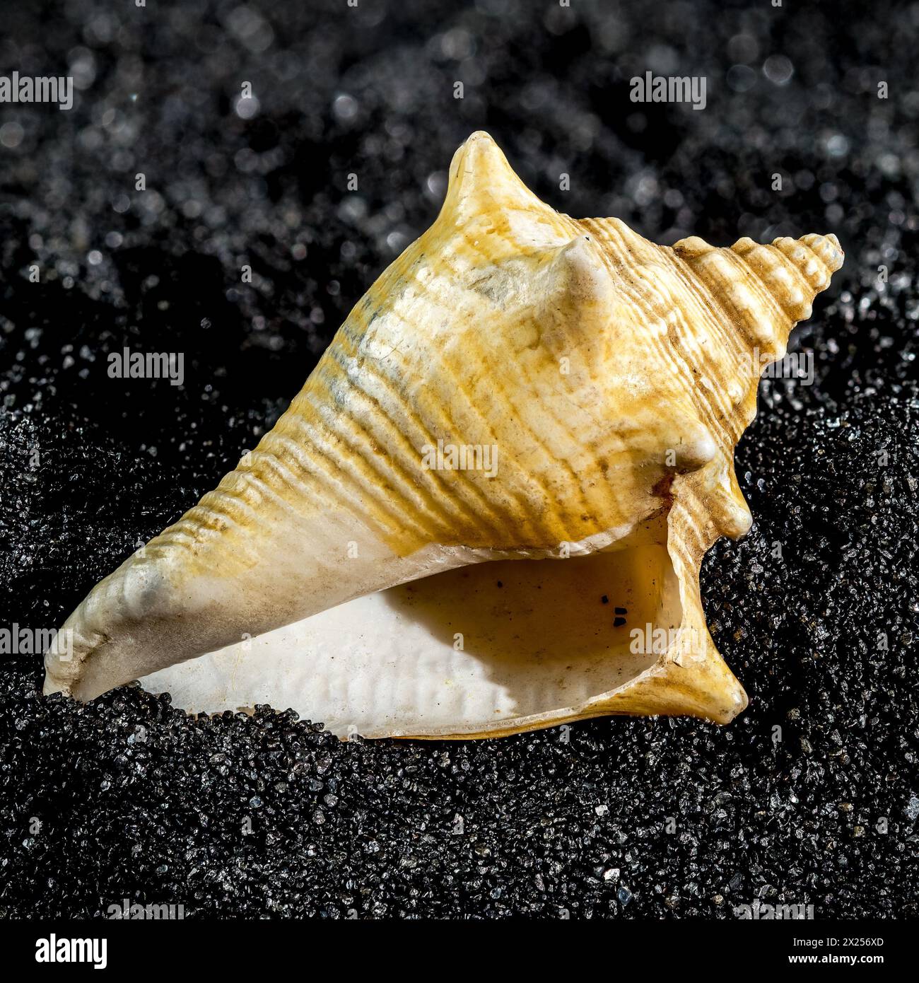 Strombus pugilis seashell on a black sand background close-up Stock Photo