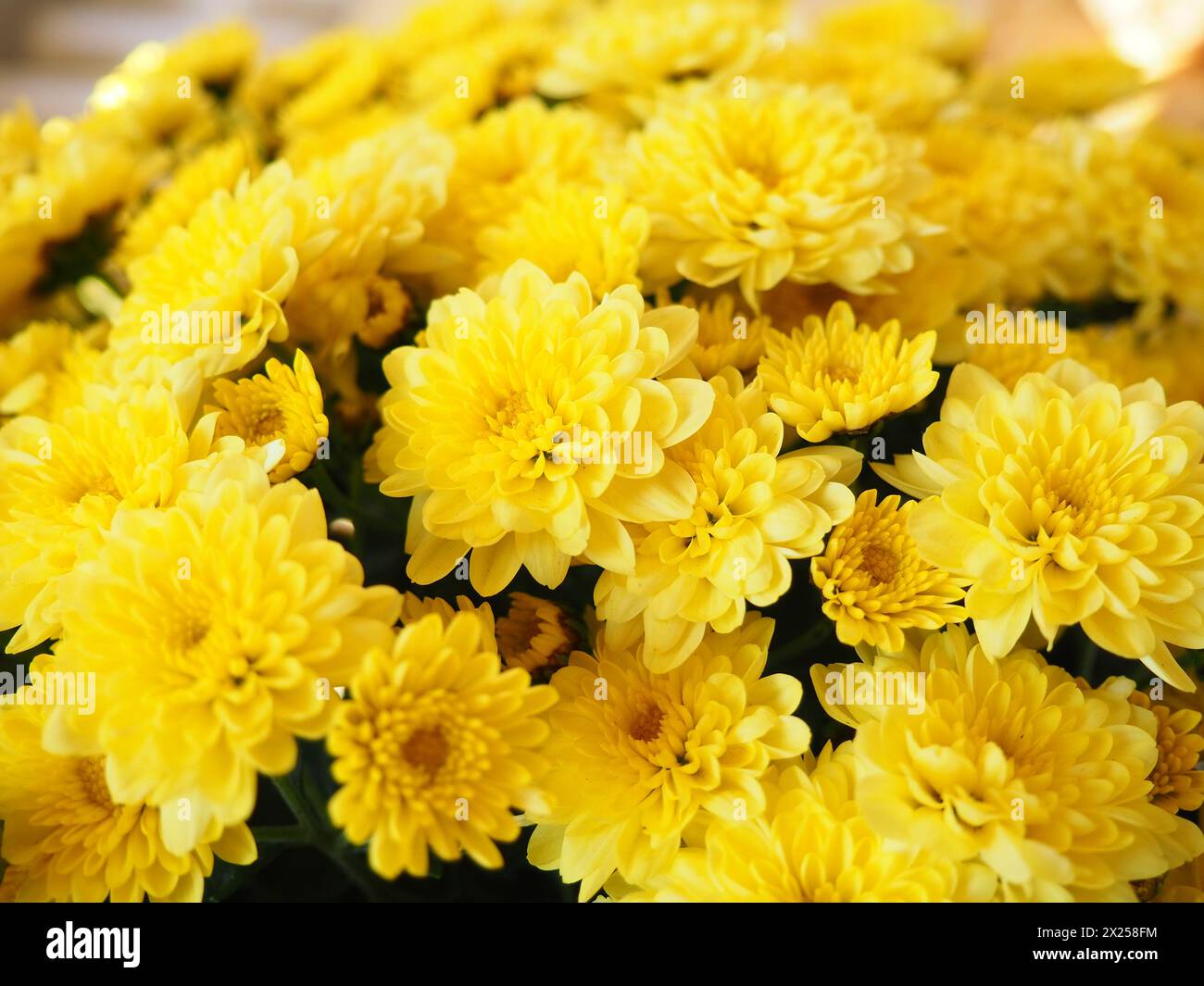 Chrysanthemums of yellow color in a bouquet. Close-up texture. Greeting card for wedding or birthday. Autumn flowers from the family Asteraceae or Den Stock Photo