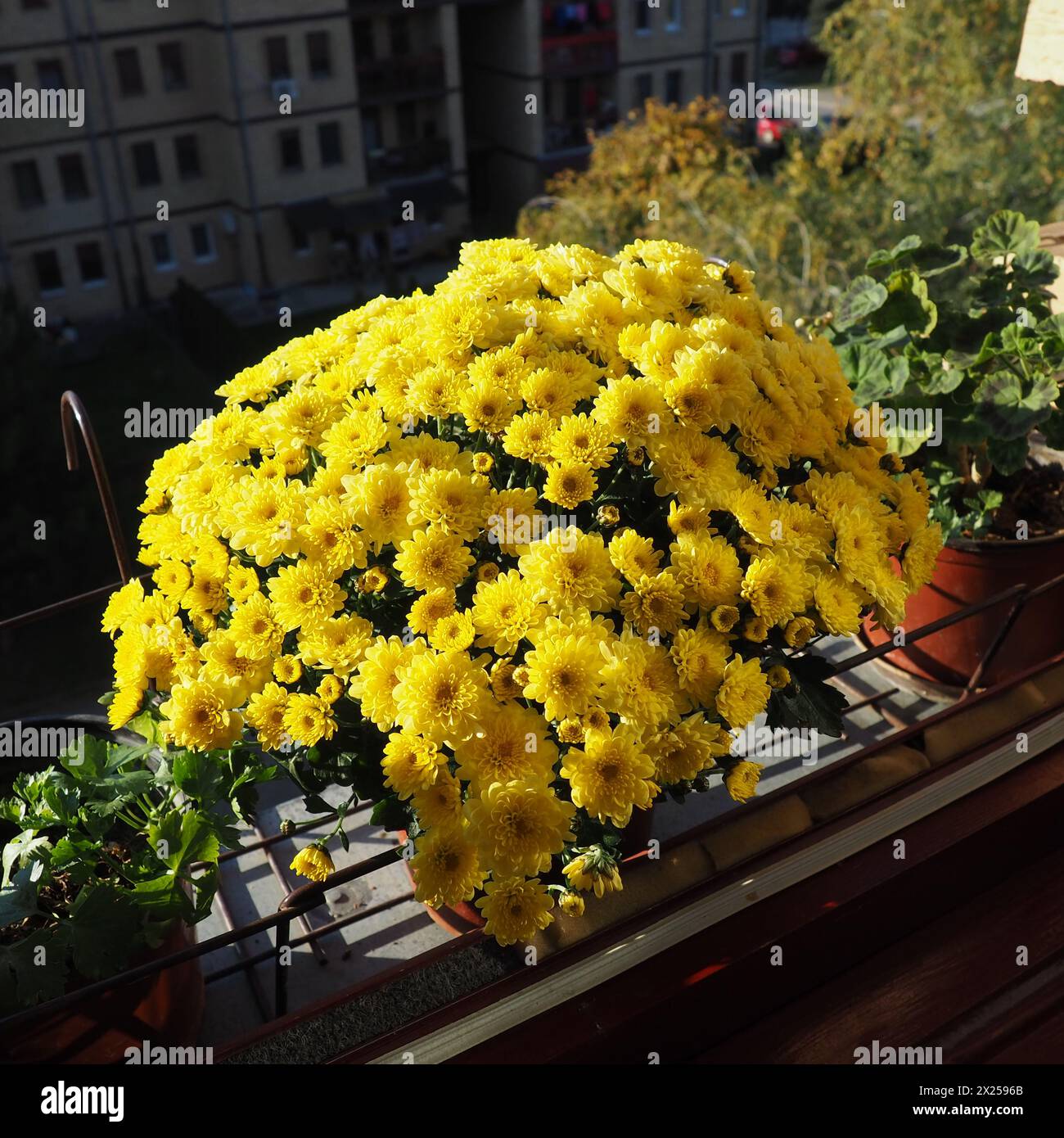 Yellow chrysanthemums, pots of geraniums and celery on the windowsill outside the window. Growing flowers on the balcony and windowsill. Indoor floric Stock Photo