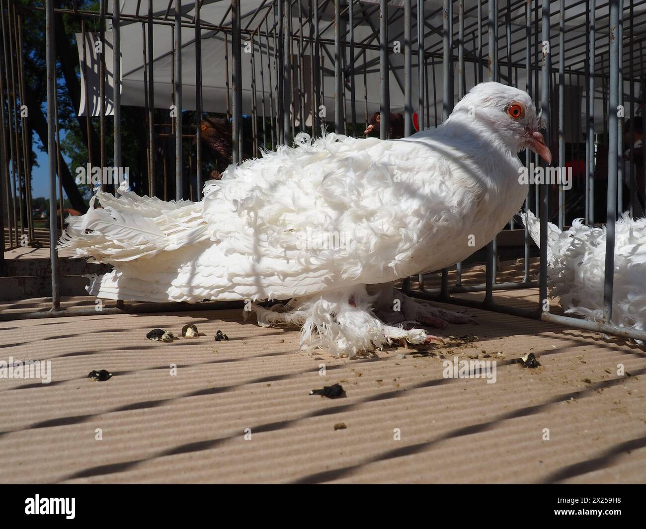 Curly Hungarian pigeon. White bird of the pigeon family in a cage on display. Furry paws, tail and curly feathers on the wings. The result of selectio Stock Photo