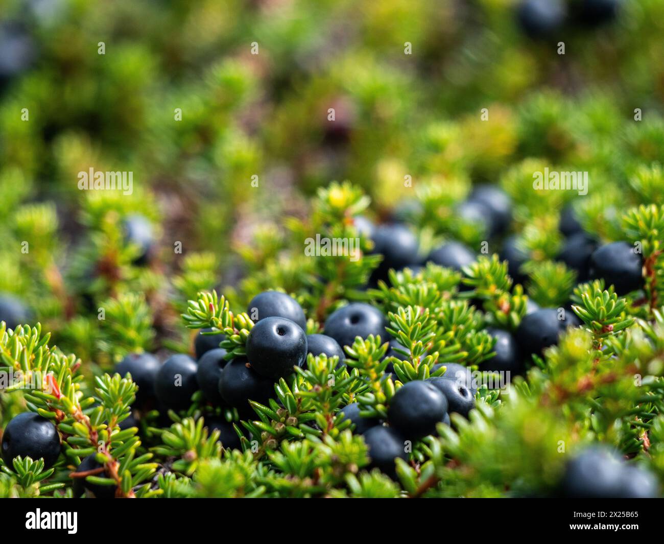Black crowberries (Empetrum nigrum) found in Greenland. Stock Photo