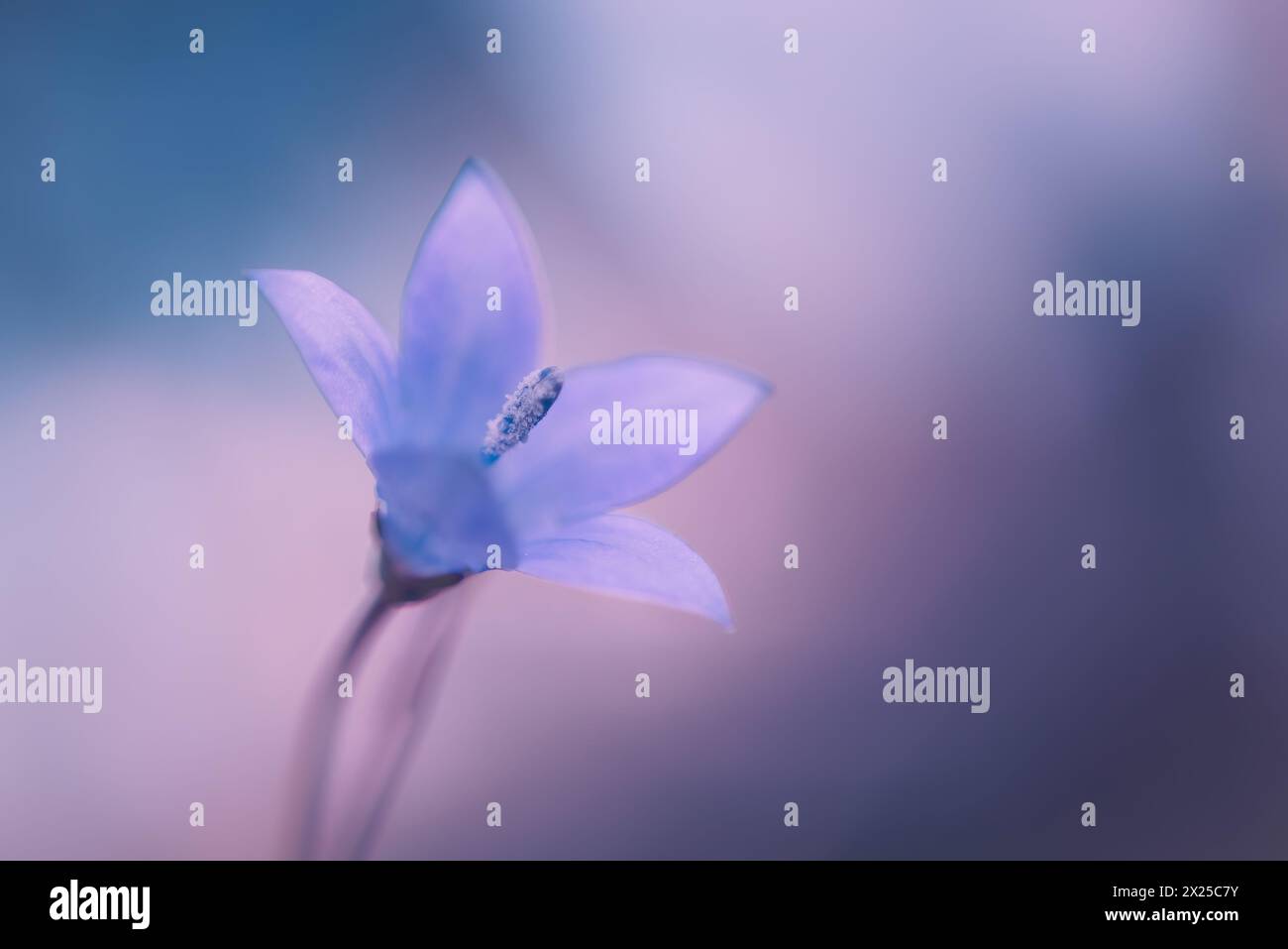Closeup of an African Bluebell, Wahlenbergia Undulata Stock Photo