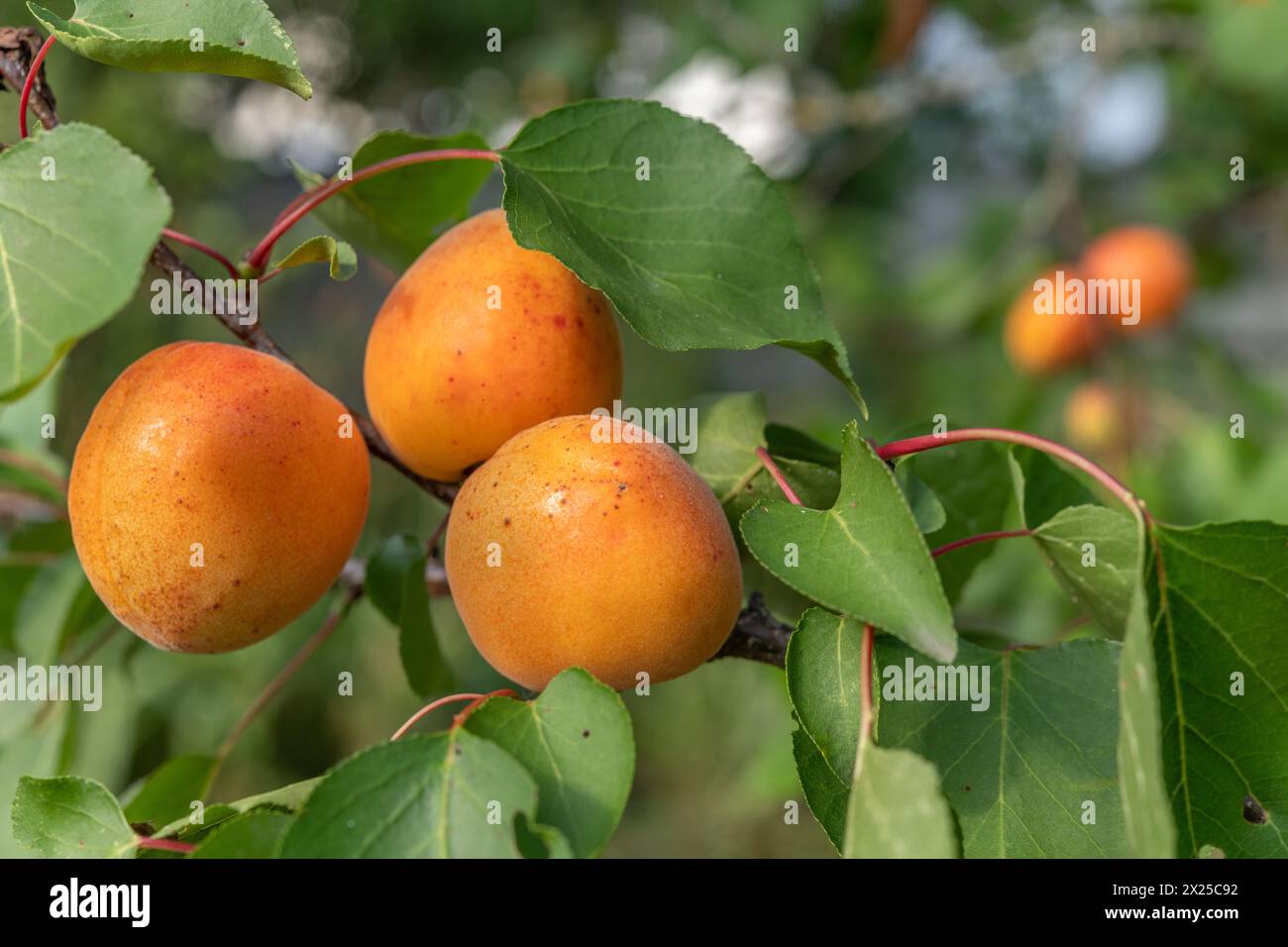 Ripe apricots on the tree in early summer. Alsace, grand est, France Stock Photo