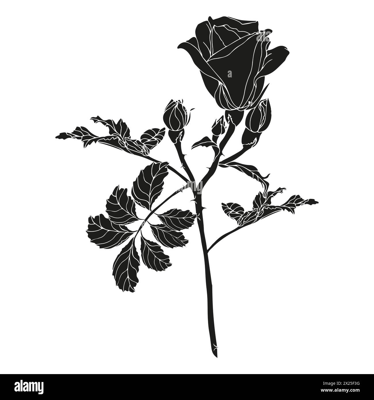 Wild roses flower with leaves. Black silhouette hand drawn illustration ...