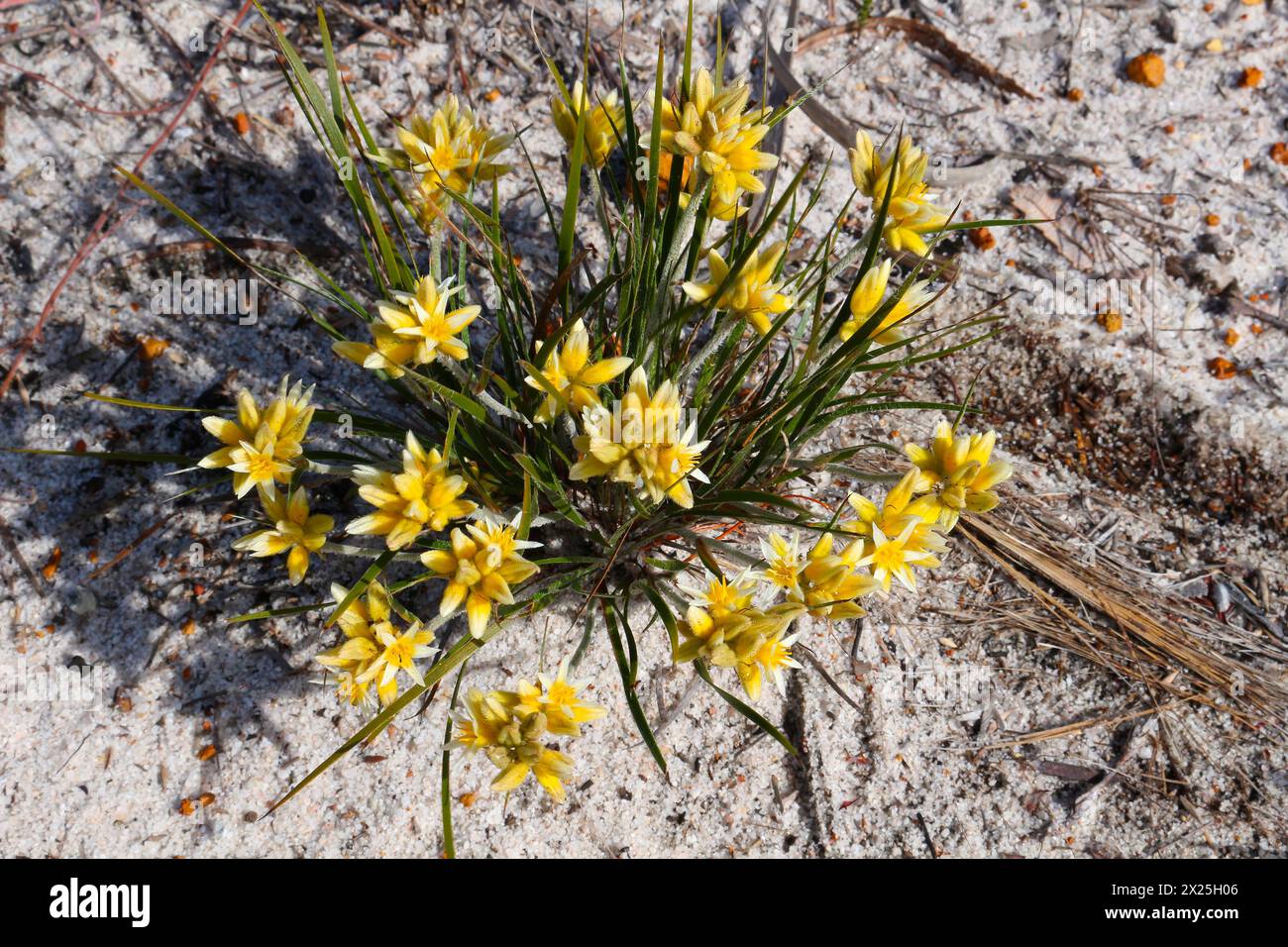 Yellow conostylis flowers (Conostylis aculeata) endemic to Western Australia growing on white sand Stock Photo