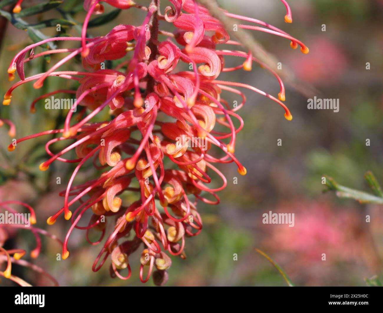 Close up of Grevillea blossom endemic to Australia Stock Photo