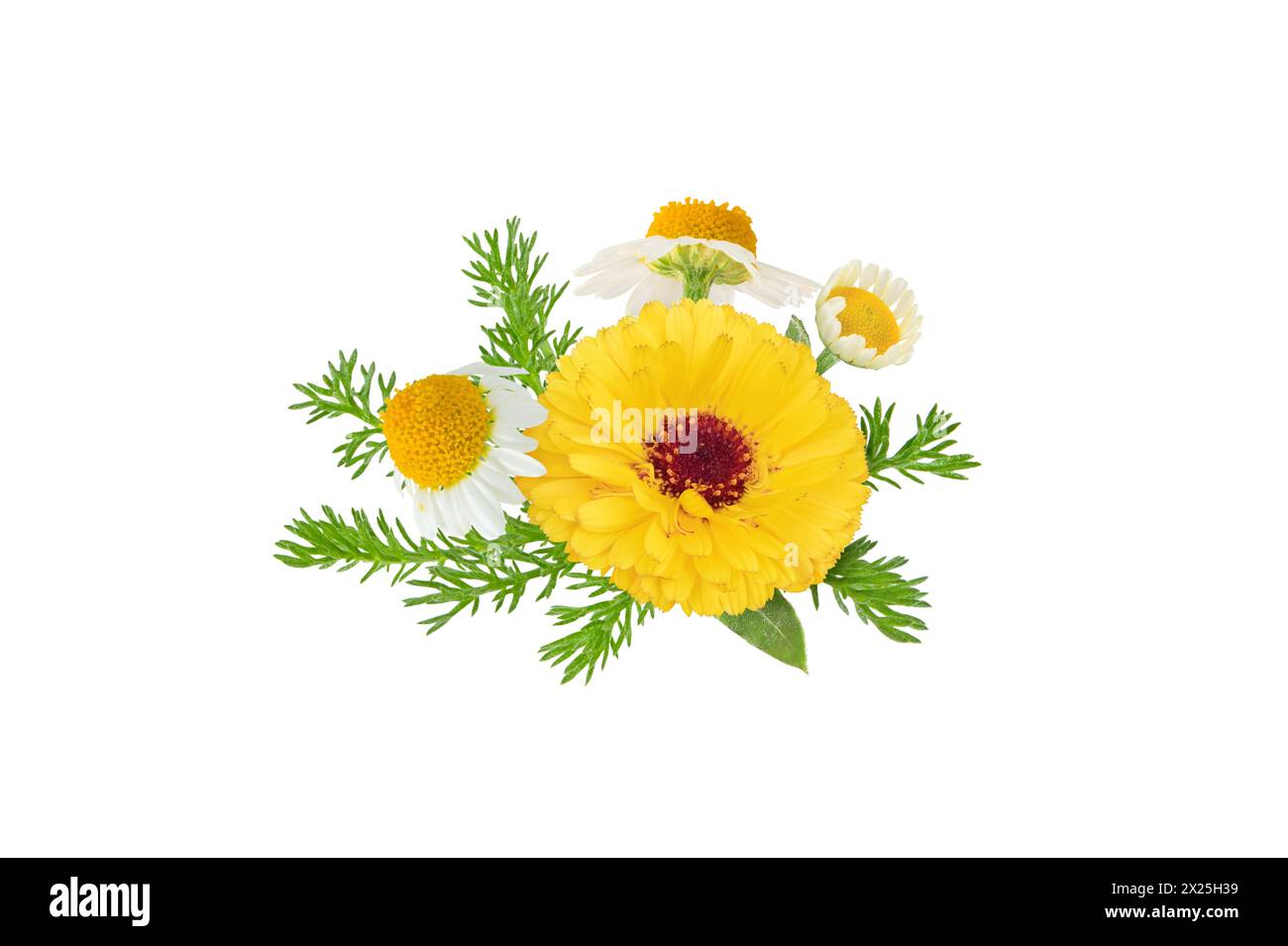 Calendula and chamomile flowers and leaves bunch isolated on white. White daisy and pot marigold in bloom.  Chamaemelum nobile and calendula officinal Stock Photo