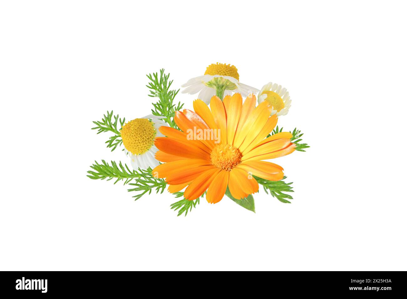 Calendula officinalis and chamaemelum nobile flowers and leaves bunch isolated on white. White daisy and pot marigold in bloom.  Calendula and chamomi Stock Photo