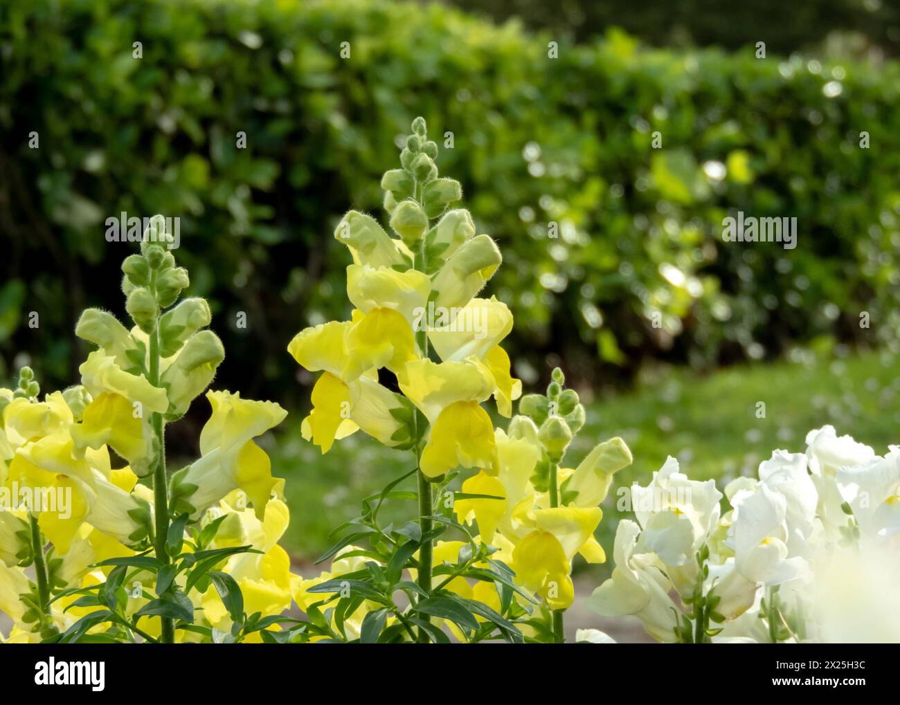 Antirrhinum majus flowering plant in the garden. Common snapdragon bright yellow flowers. Spike inflorescence. Stock Photo