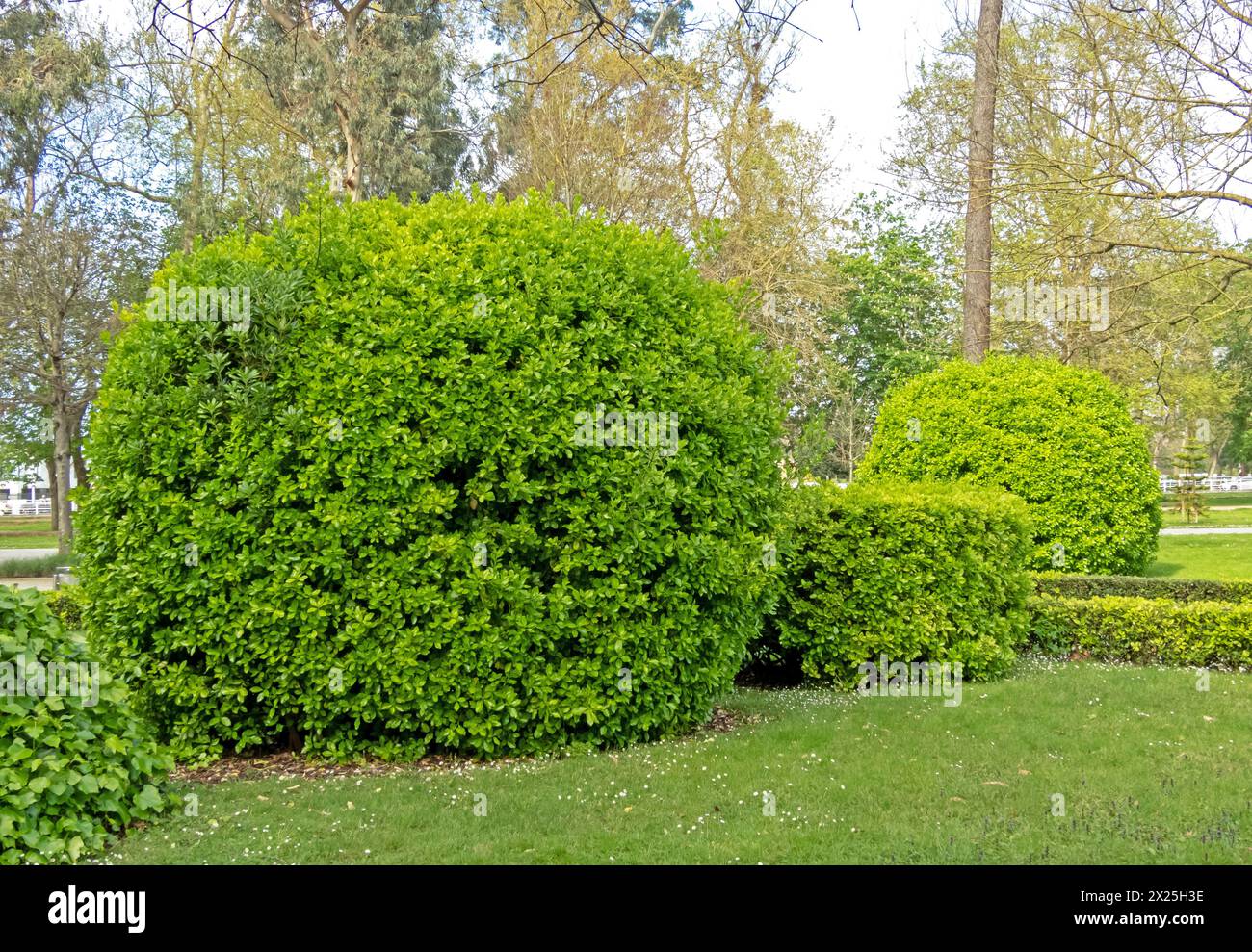 Euonymus japonicus or evergreen spindle bright green pruned shrubs. Globe form topiary with glossy foliage. Japanese spindle ornamental plant in the p Stock Photo