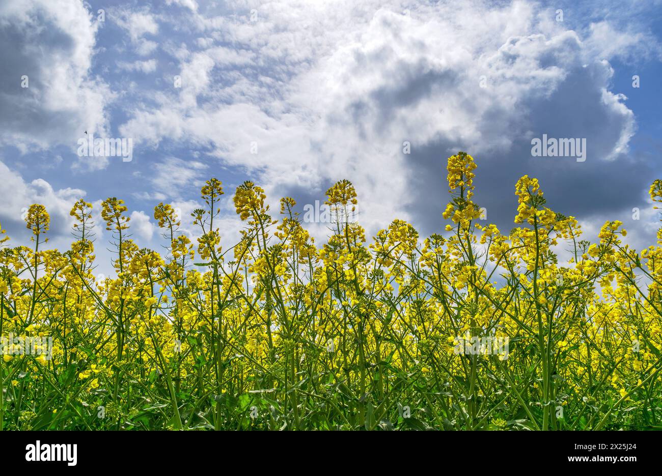 Gelb blühendes Rapsfeld vor dramatisch bewölktem Himmel, Bayern, Deutschland Gelb blühendes Rapsfeld vor dramatisch bewölktem Himmel, Bayern, Deutschl Stock Photo