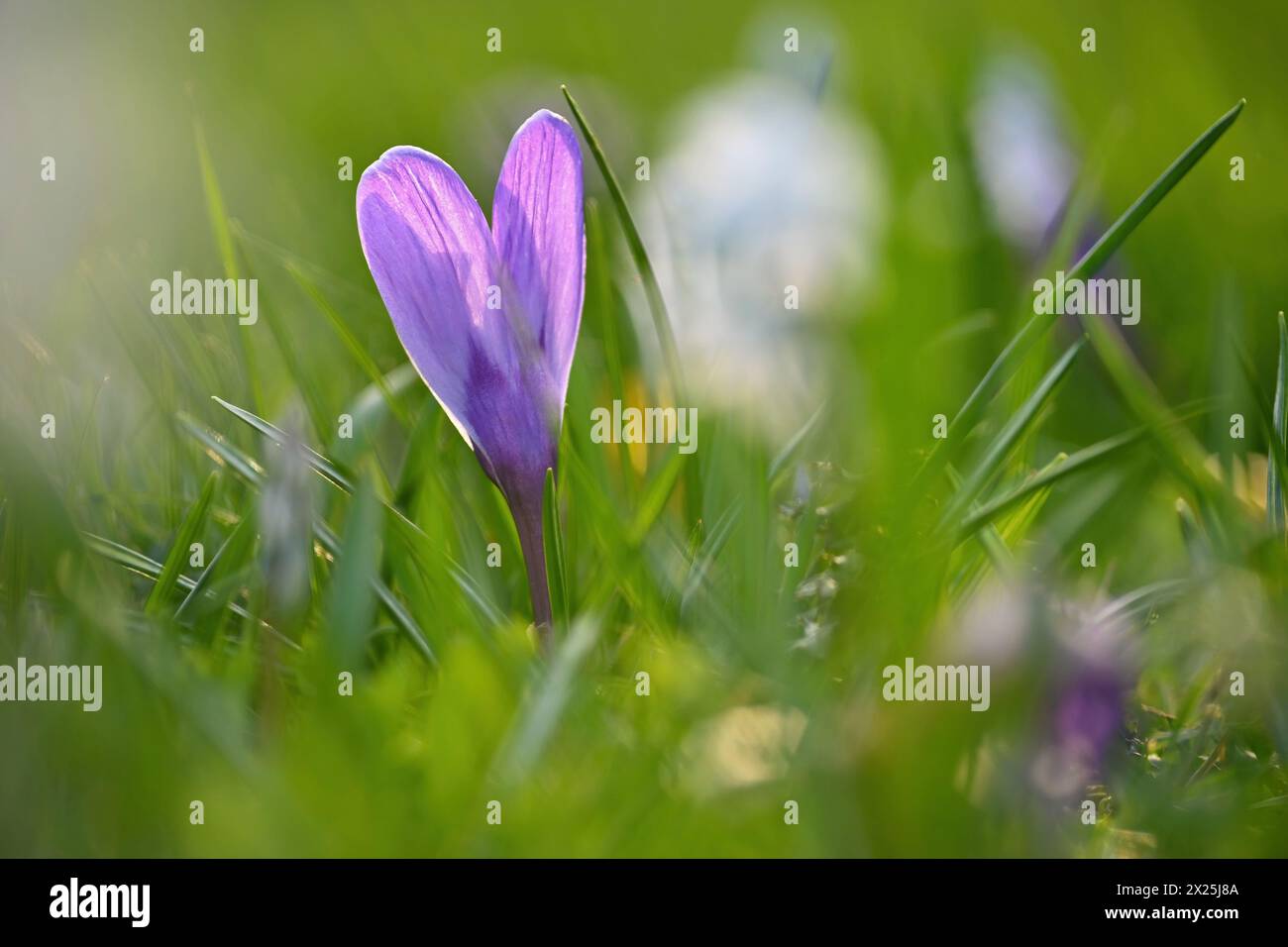 Spring background with flowers. Nature and delicate photo with details of blooming colorful crocuses in spring time.(Crocus vernus) Stock Photo