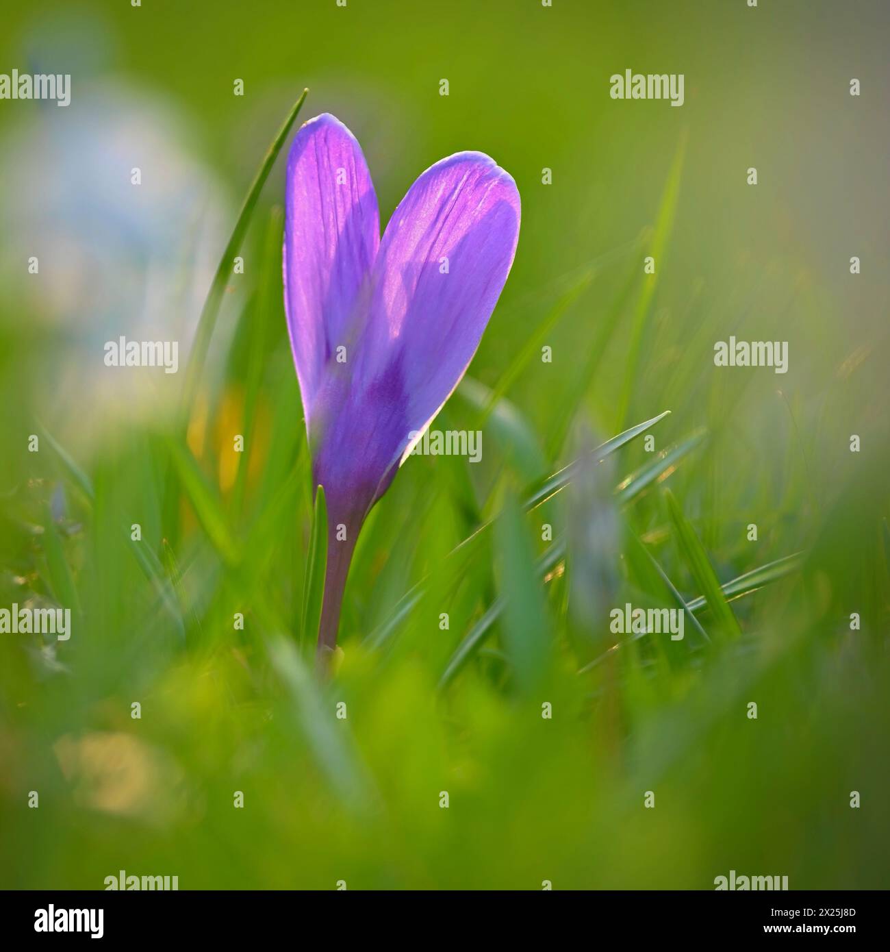 Spring background with flowers. Nature and delicate photo with details of blooming colorful crocuses in spring time.(Crocus vernus) Stock Photo