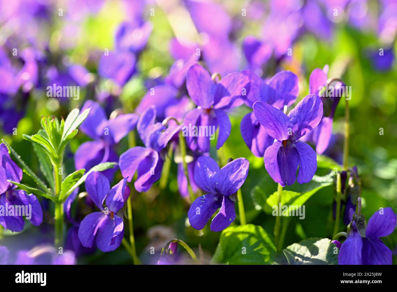 Beautiful spring small purple flower-plant Violka fragrant - Violka. Spring time in nature. (Viola odorata) Stock Photo