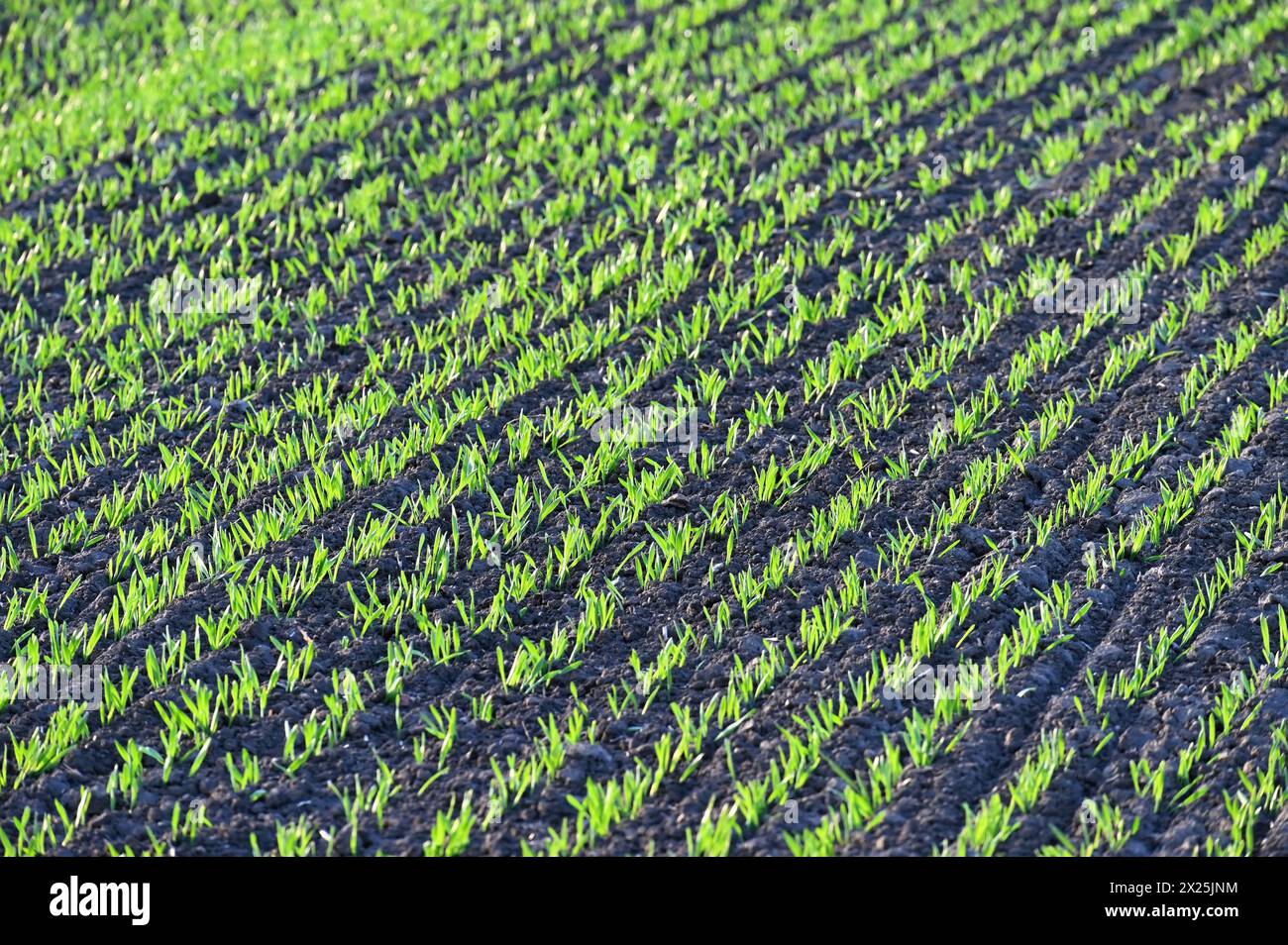 Beautiful green field at sunset. Spring time in nature. Young and small plants in the soil starting to grow. Concept for agriculture. Stock Photo