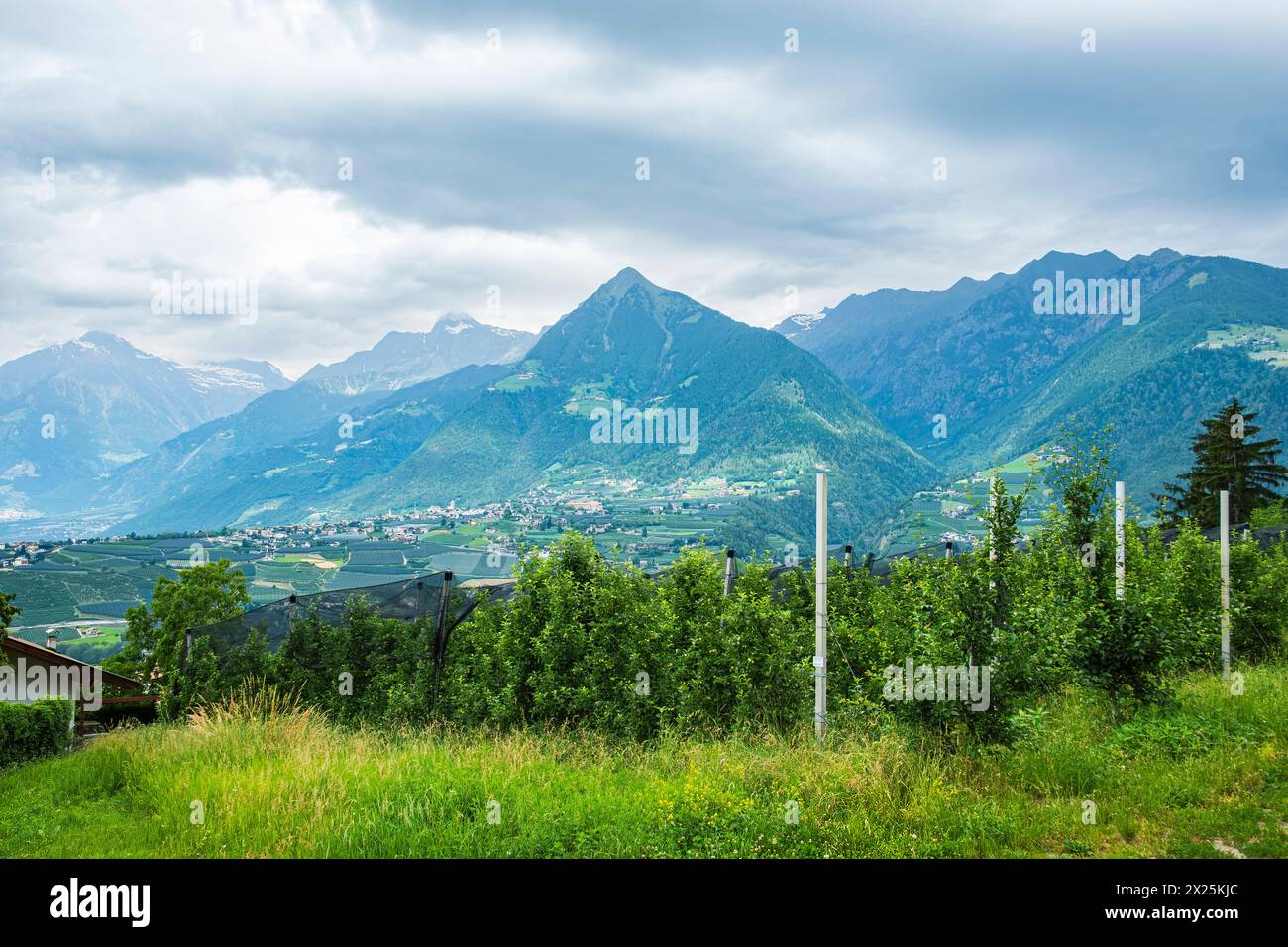 Obstplantagen, Schenna, Burggrafenamt, Südtirol, Italien Obstplantagen, eingebettet in die malerische alpine Landschaft oberhalb von Meran auf dem Gem Stock Photo
