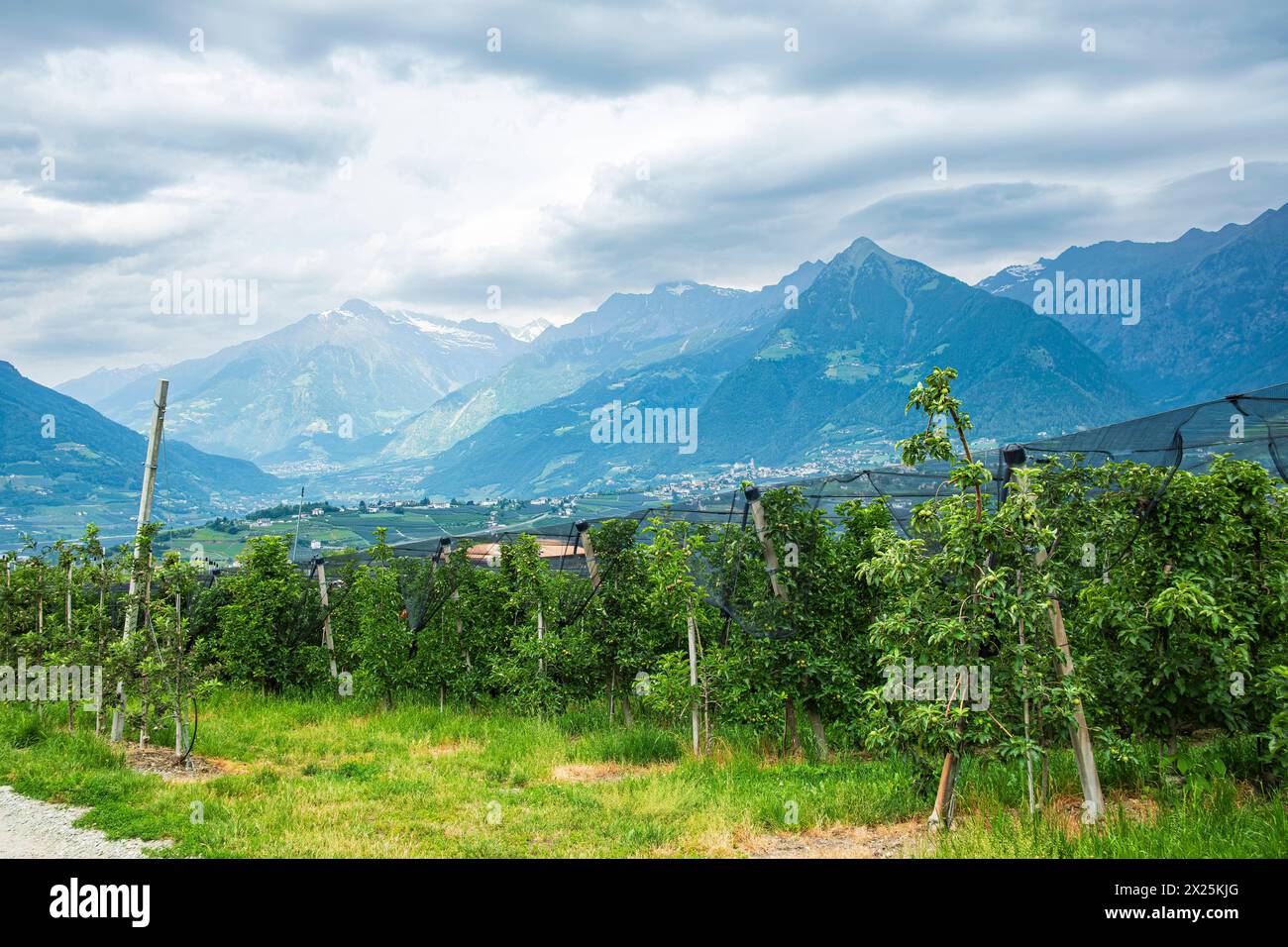 Obstplantagen, Schenna, Burggrafenamt, Südtirol, Italien Obstplantagen, eingebettet in die malerische alpine Landschaft oberhalb von Meran auf dem Gem Stock Photo