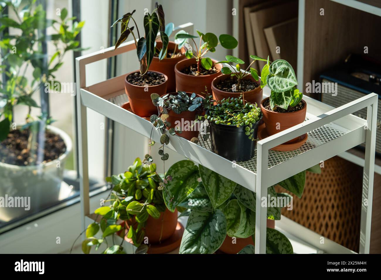 Sprouts potted plant on cart at home. Houseplants - Pilea peperomioides, Alocasia Bambino, Anthurium Stock Photo