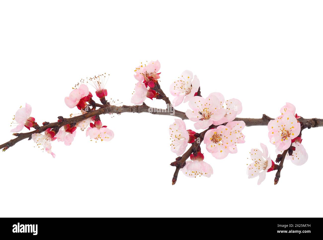 Blossoming apricot tree branch isolated on white background, Prunus armeniaca Stock Photo