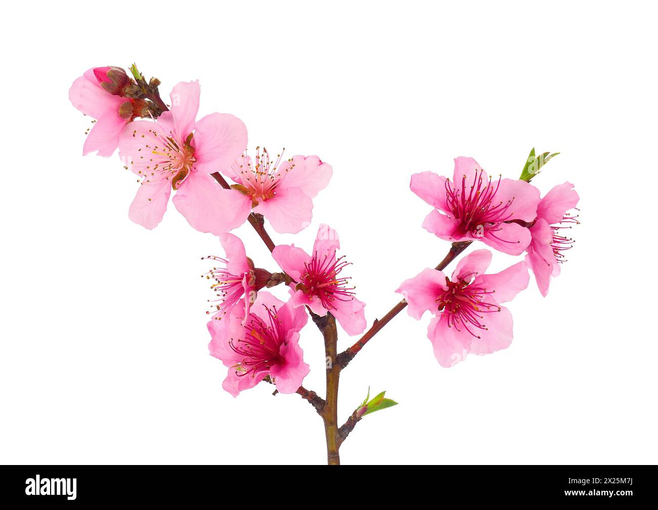 Blossoming peach tree branch isolated on white background, Prunus persica Stock Photo