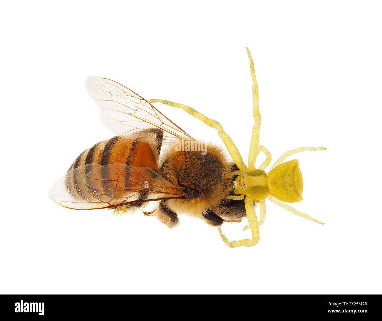 Crab spider feeding on a bee isolated on white background, Thomisus onustus Stock Photo