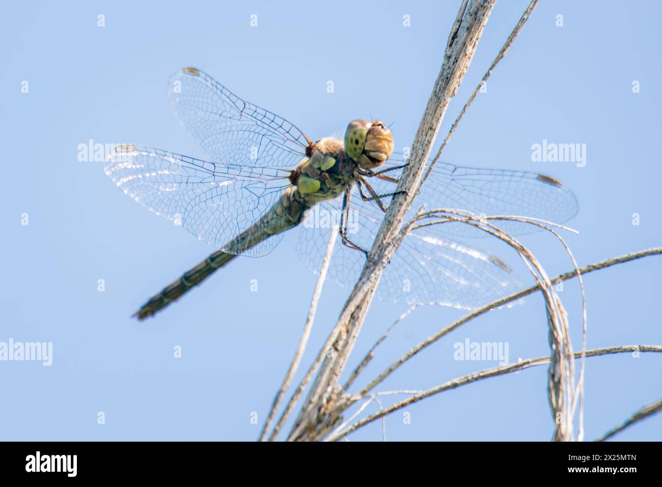 green dragonfly Stock Photo