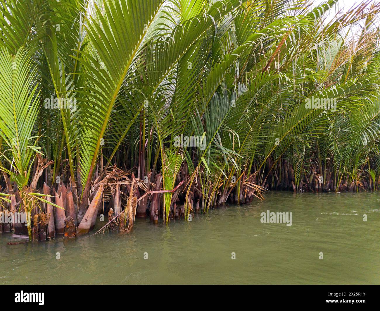 Thach nuoc dua hires stock photography and images Alamy