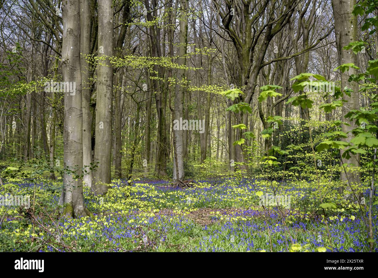 Micheldever Wood, Micheldever, Hampshire, England, UK - Beech Wood (Fagus Sylvatica) with Bluebells ( Endymion Nonscriptus) in early spring. Stock Photo