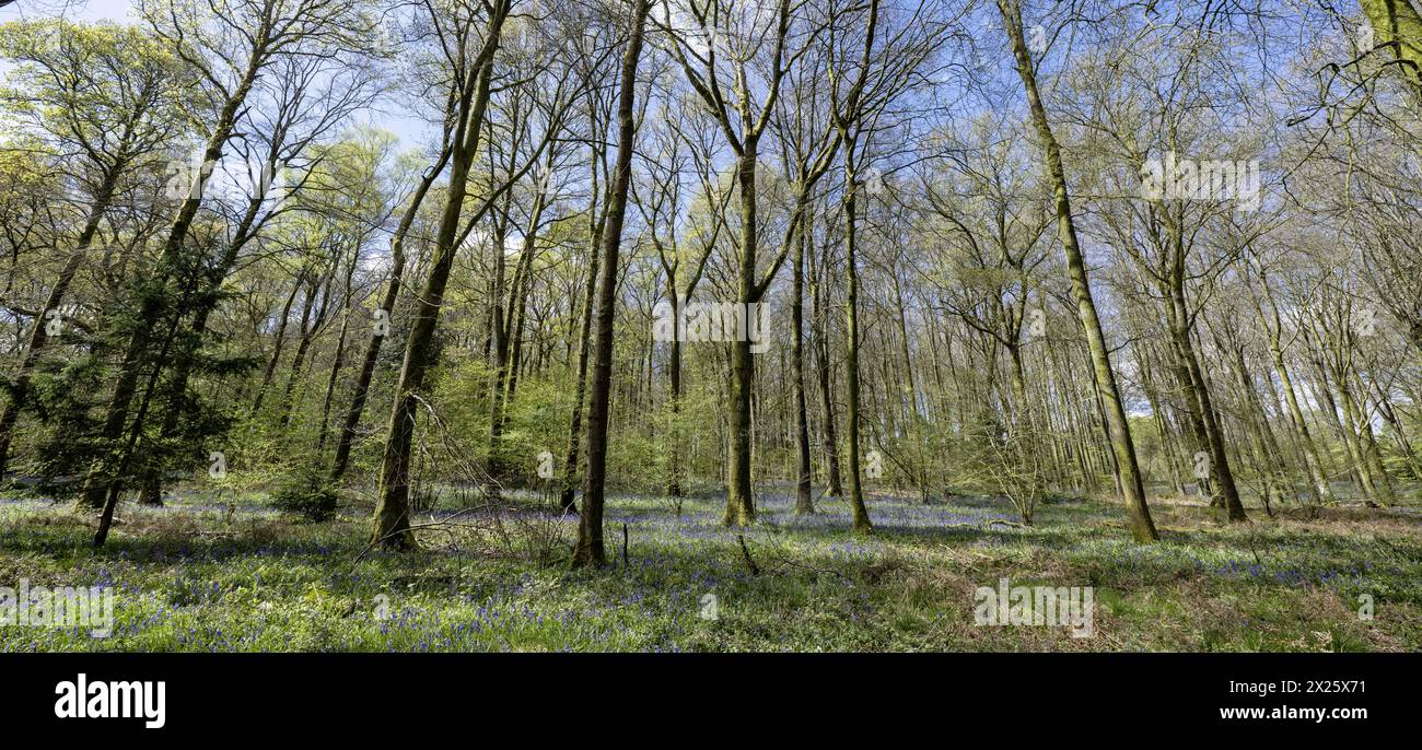Micheldever Wood, Micheldever, Hampshire, England, UK - Beech Wood (Fagus Sylvatica) with Bluebells ( Endymion Nonscriptus) in early spring. Stock Photo