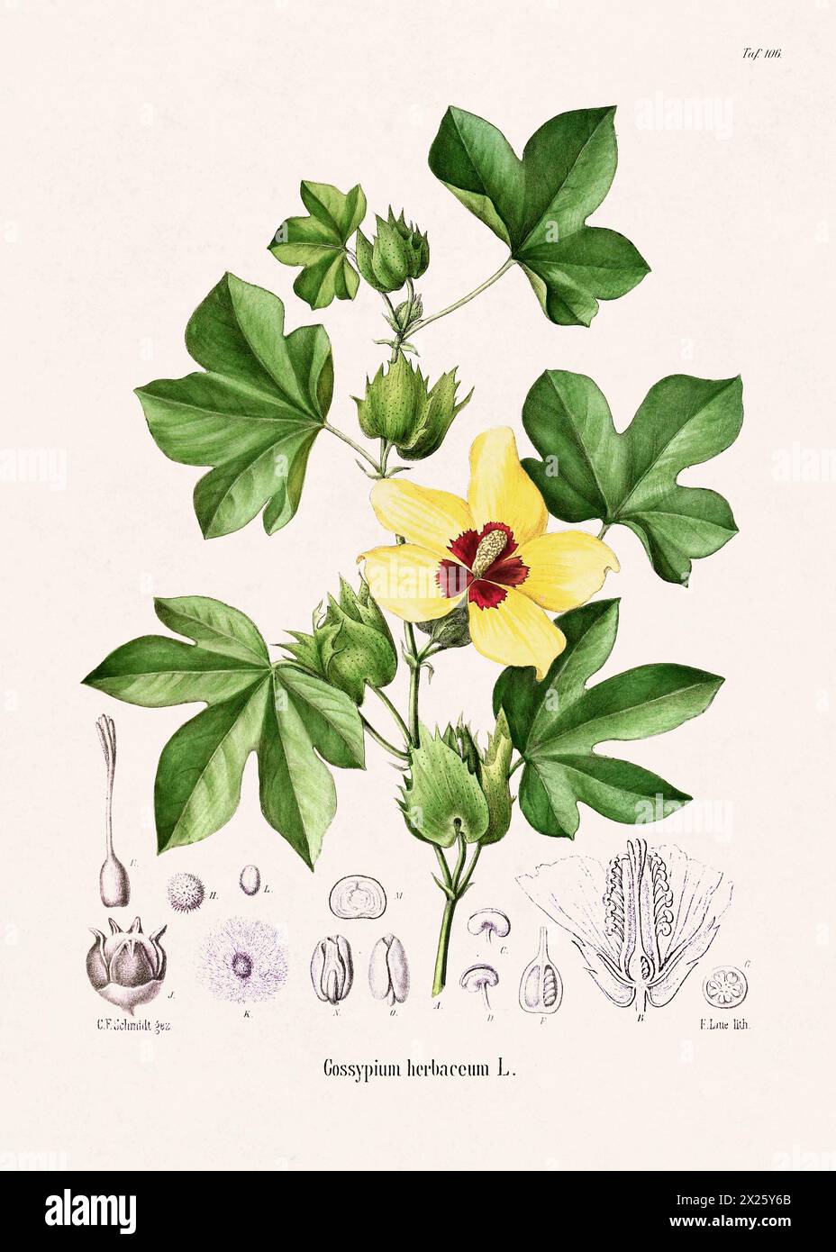 Vintage Botanical illustration from a 19th-century German Book, depicting Medicinal  Plants. Stock Photo