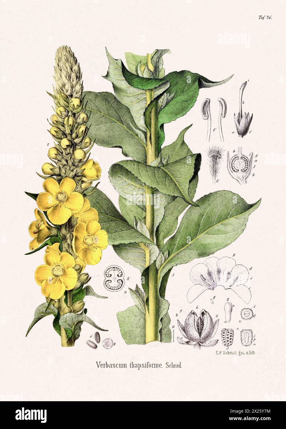 Vintage Botanical illustration from a 19th-century German Book, depicting Medicinal  Plants. Stock Photo