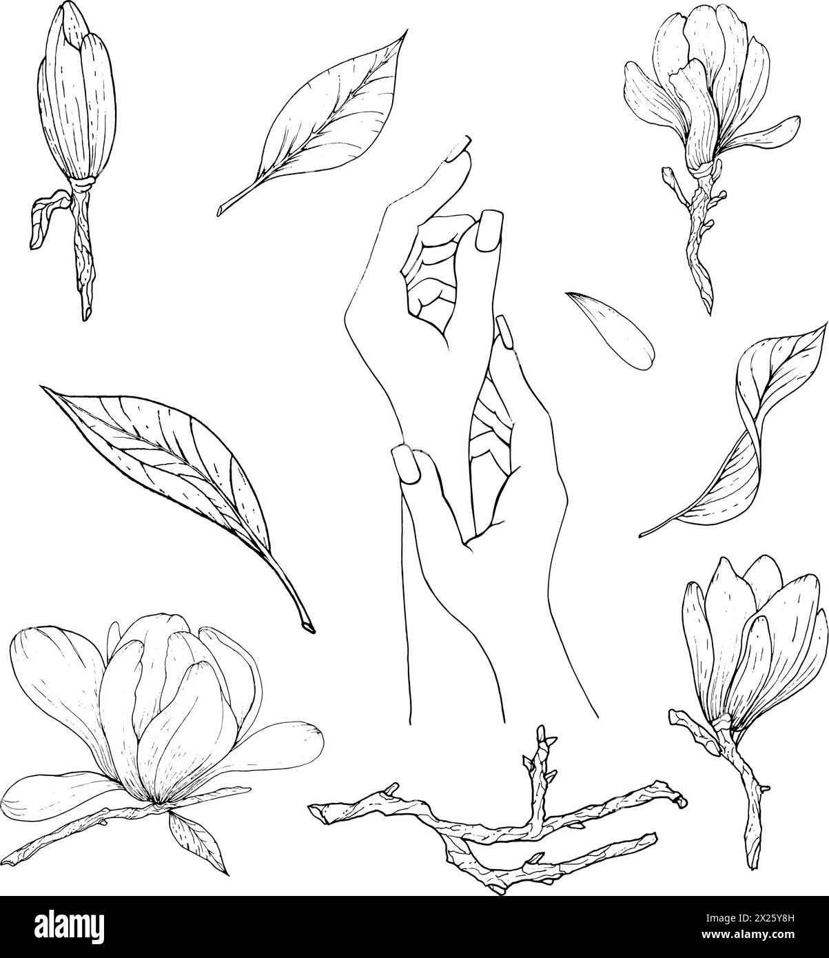 Magnolia tree vector Black and White Stock Photos & Images - Alamy