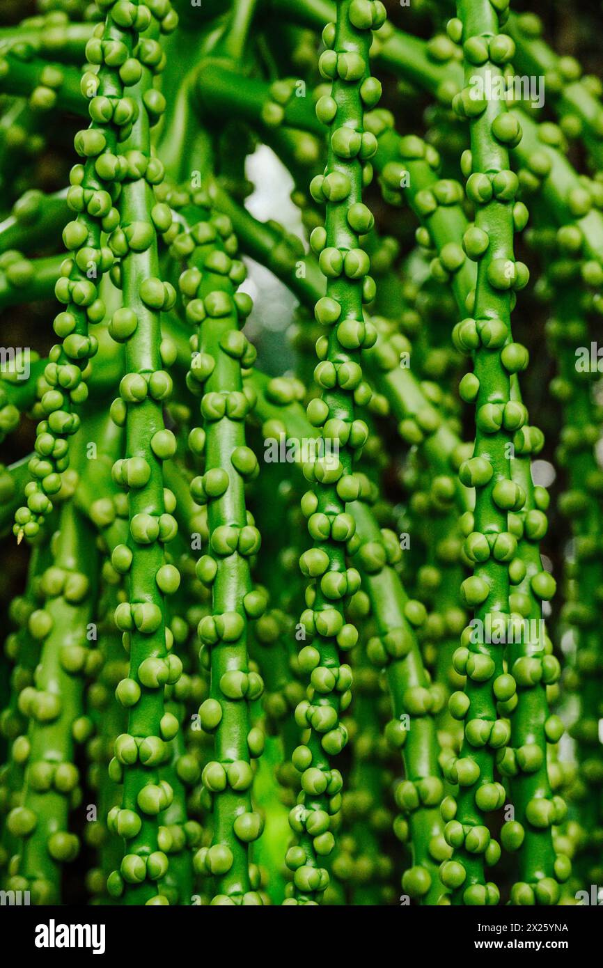 Arenga Pinnata, fruit of sugar palm Stock Photo