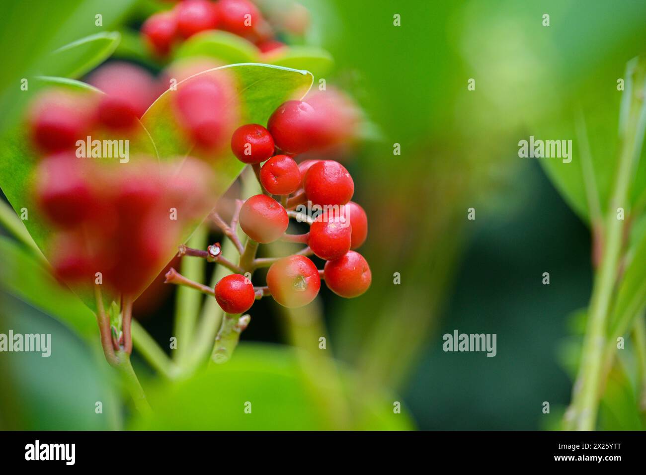 Viburnum berries Stock Photo