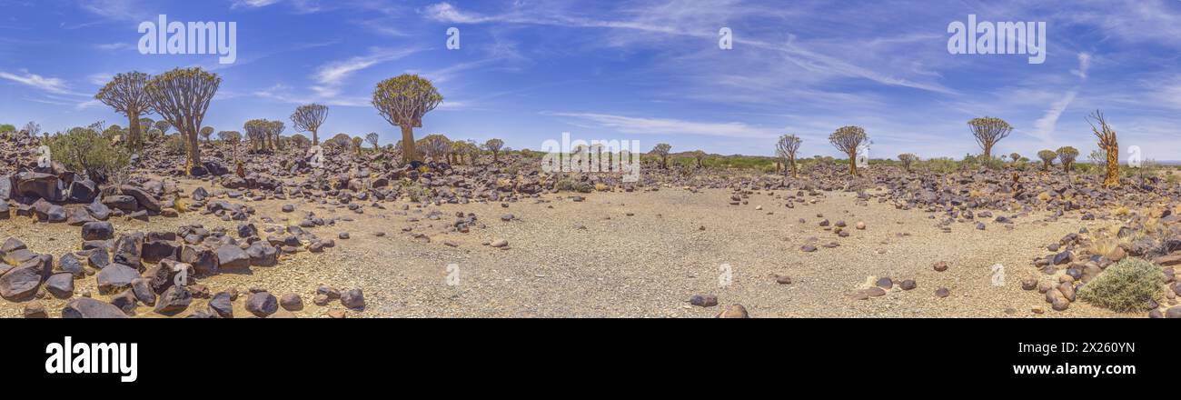 Panoramic picture of a quiver tree in the quiver tree forest near Keetmanshoop in southern Namibia during the day Stock Photo