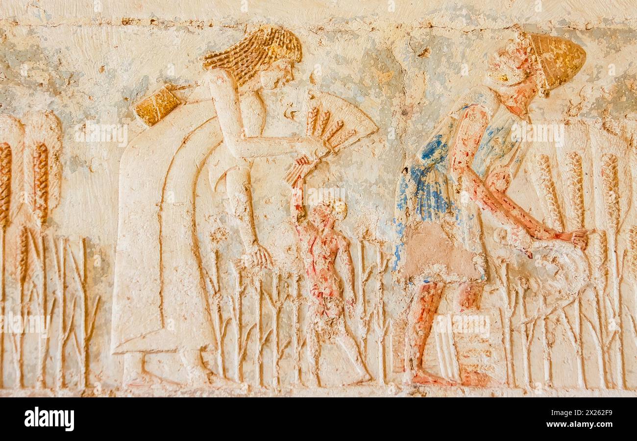 Egypt, Tuna el Gebel, tomb of Petosiris, harvest Stock Photo - Alamy