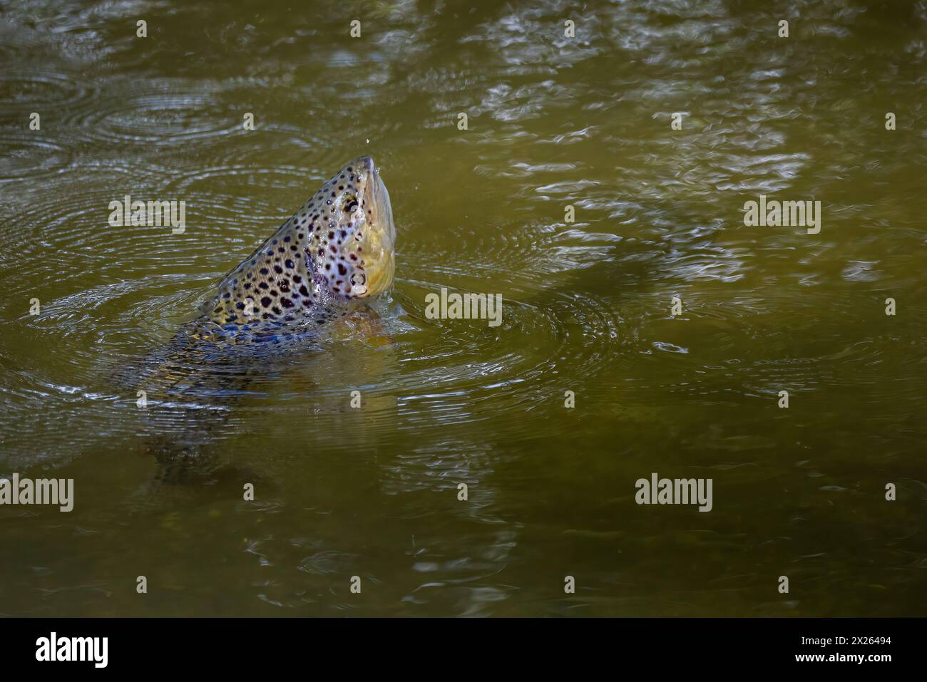 Brown trout jumping in the river Test Stock Photo