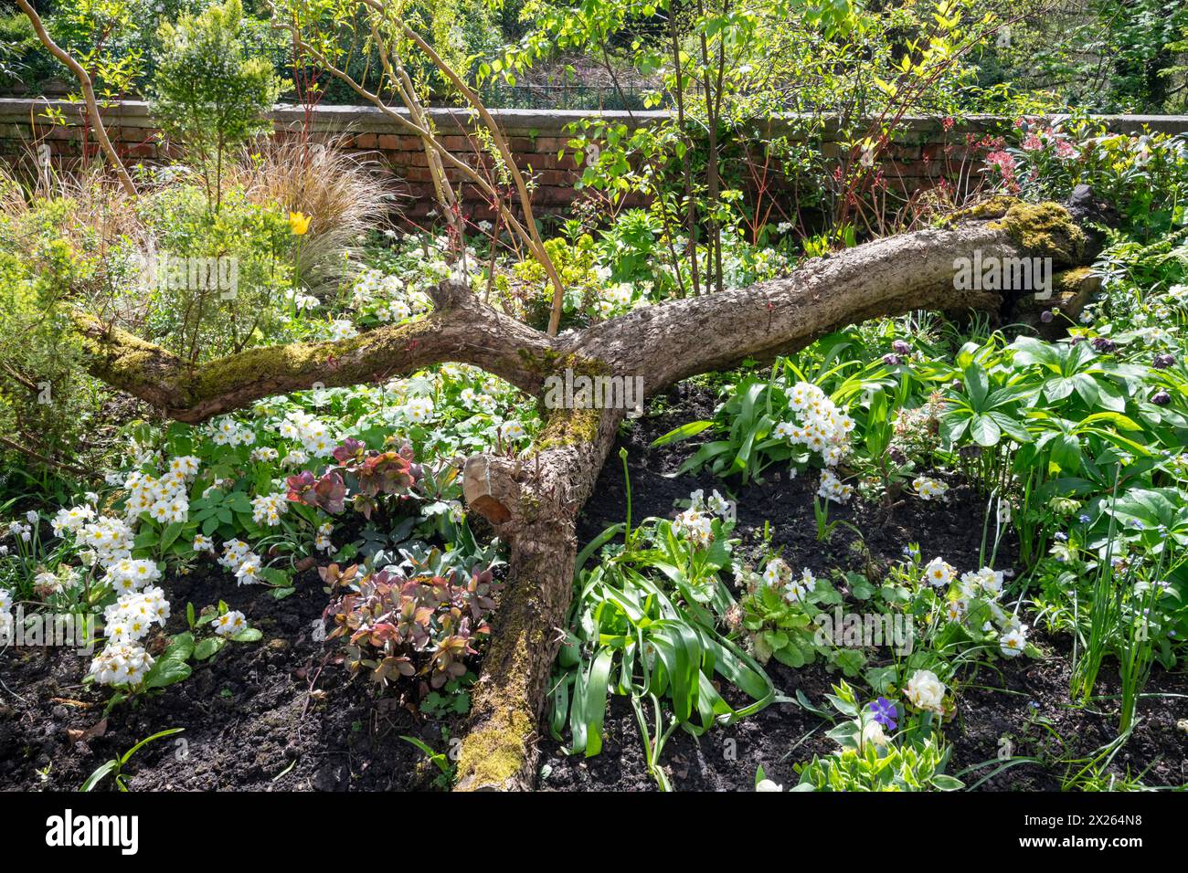 Mixed planting including white Polyanthus beside a fallen tree in Fletcher Moss botanical garden at Didsbury in South Manchester. Stock Photo