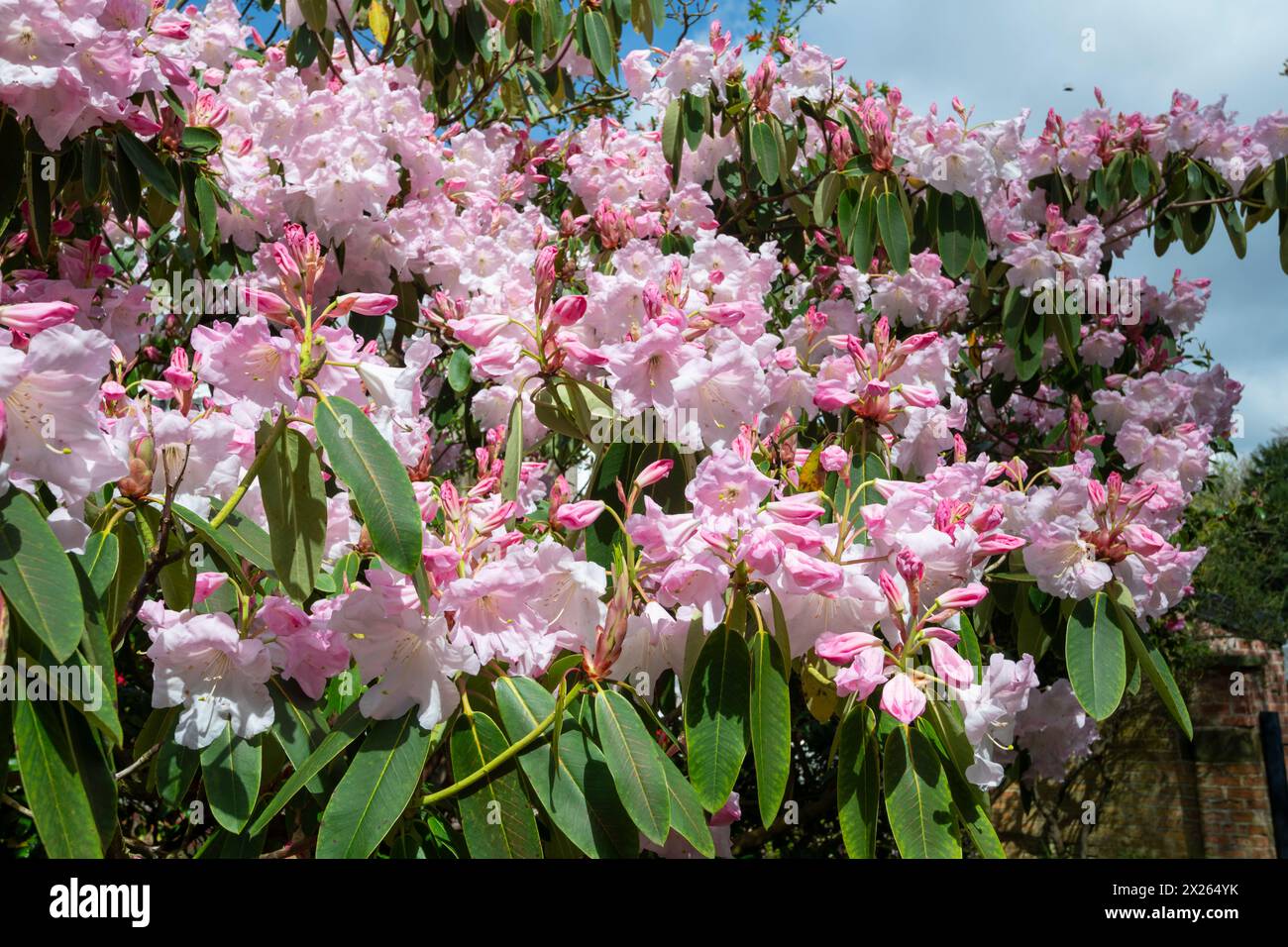 Large Rhododendron with beautiful pale pink flowers at Fletcher Moss botanical garden at Didsbury in South Manchester. Stock Photo