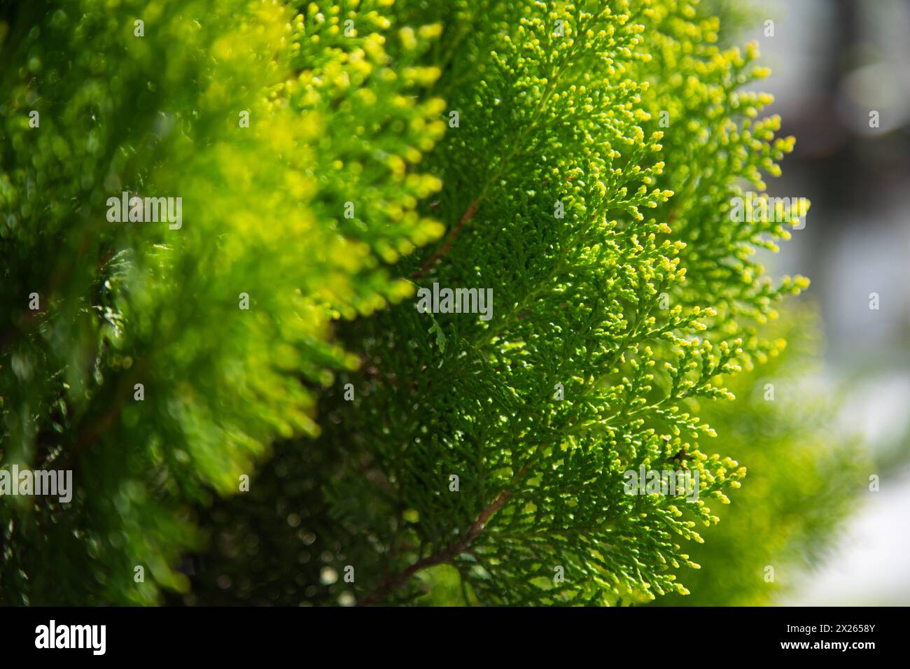 selective focus of Thuja shrub leaves . Stock Photo