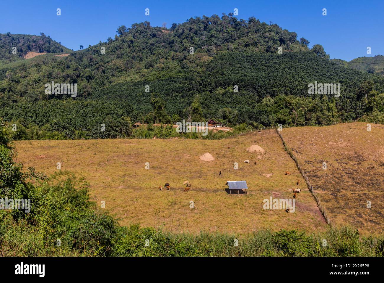 Loas Rural Rural landscape with a cow pasture near Luang Namtha, Laos Stock Photo ...