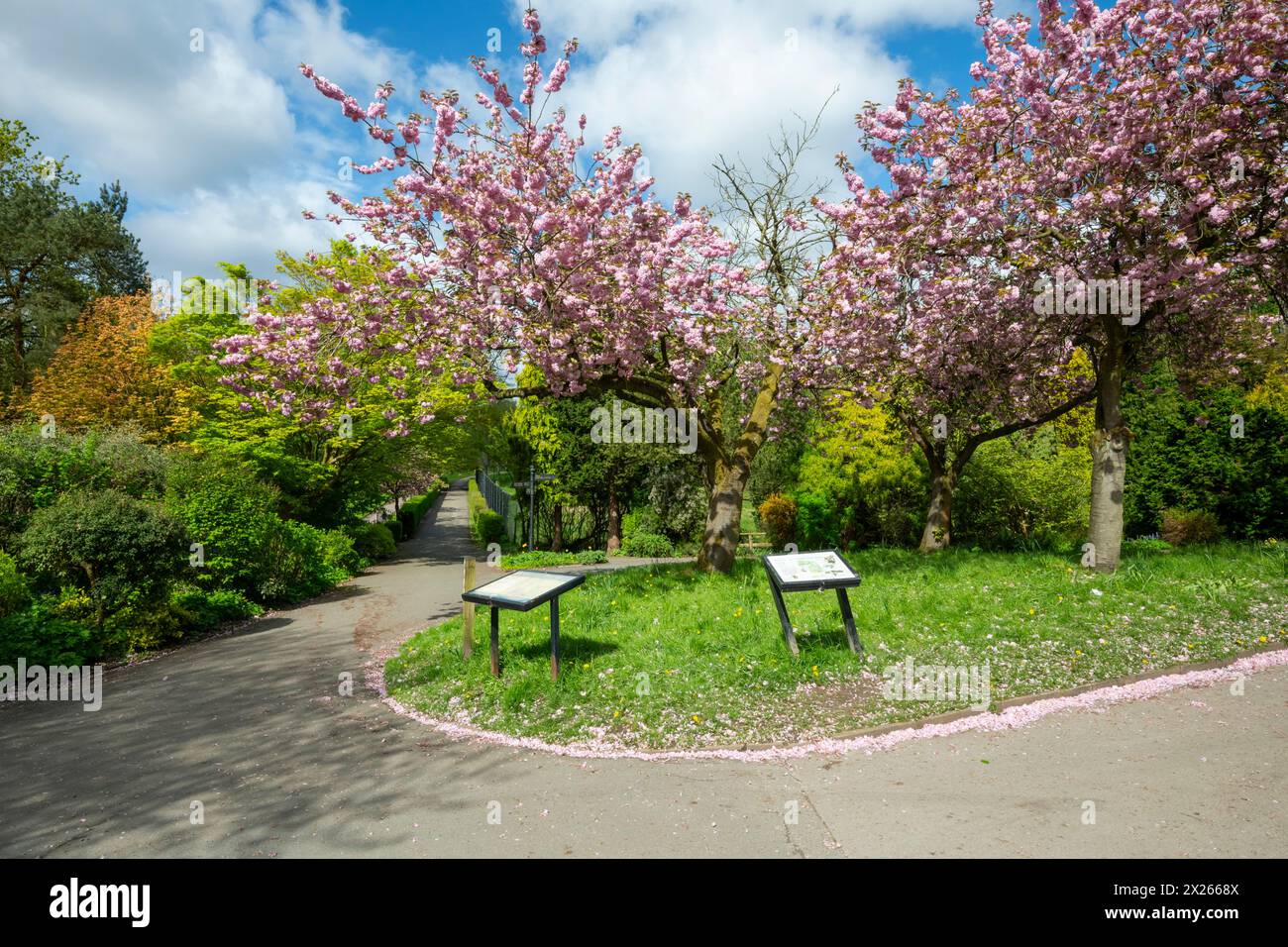 Spring blossom at Fletcher Moss botanical garden, Didsbury in South ...