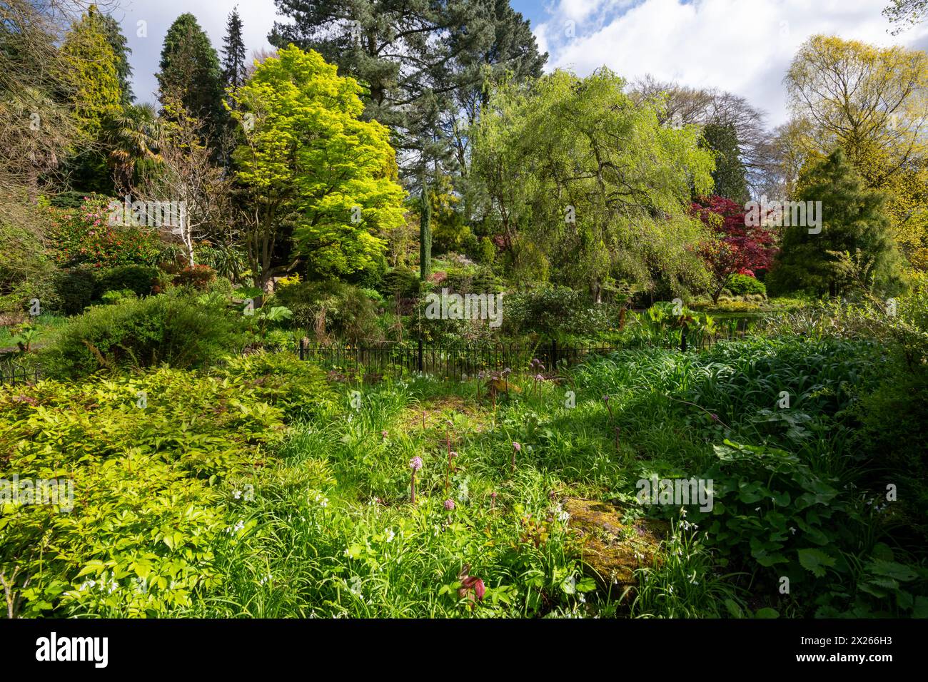 Fletcher Moss botanical gardens in spring, Didsbury, Greater Manchester ...
